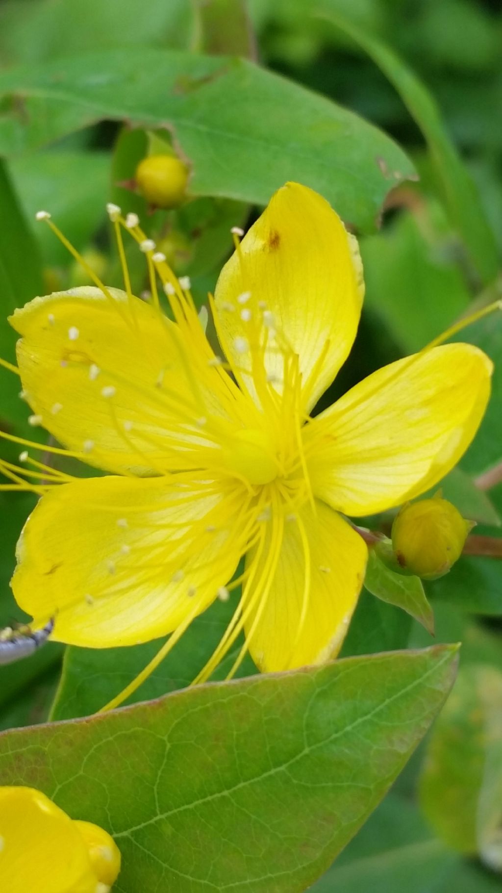 Hypericum androsaemum (Hypericaceae)